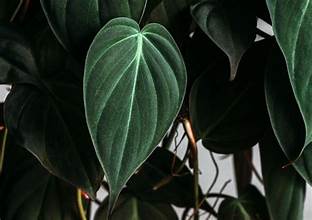 Philodendron 
